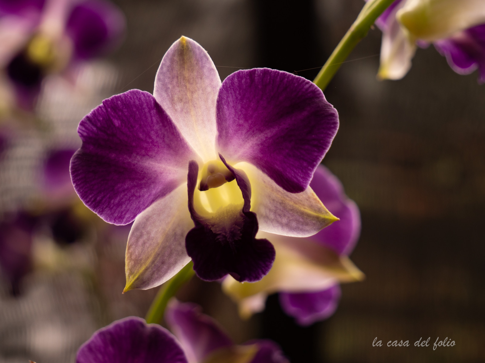 Orchidée