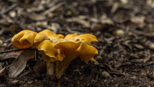Champignon