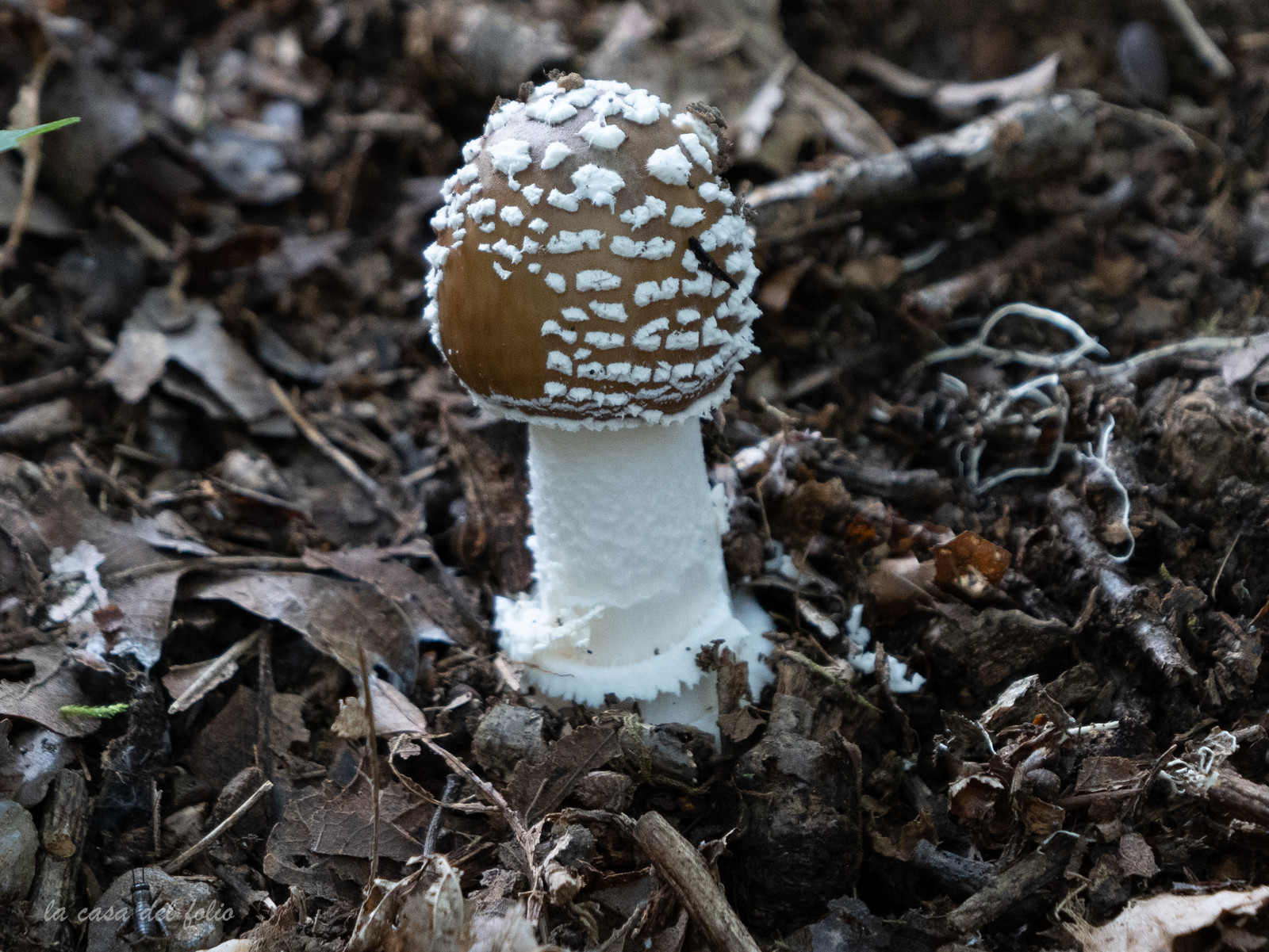 Champignon; Mushroom