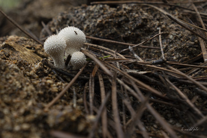 Mushroom