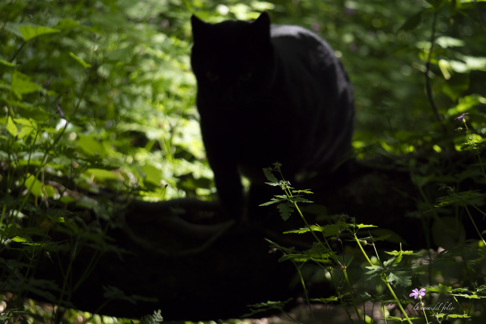 Zazou le chat