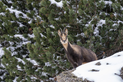 Isard des Pyrénées