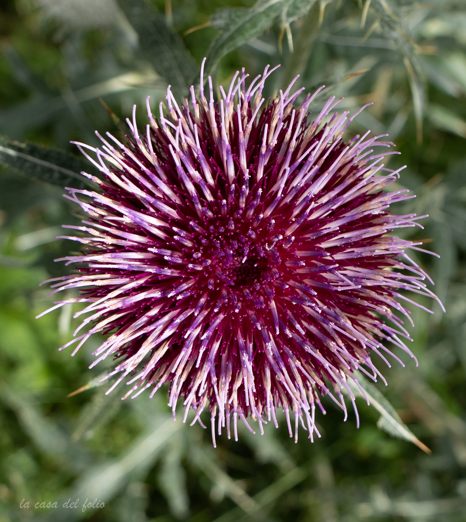 Cirse laineux