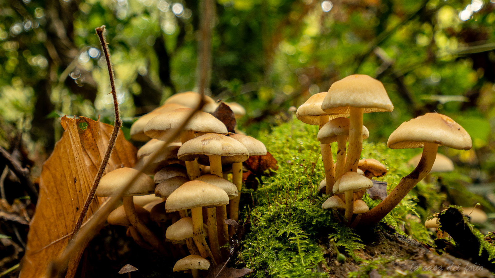 Champignon; Mushroom