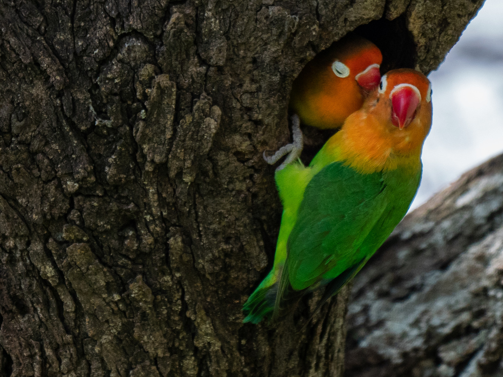 Oiseau coloré de Tanzanie