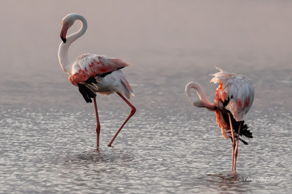 Flamant rose