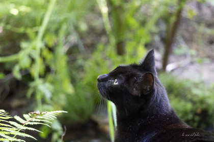 Zazou le chat