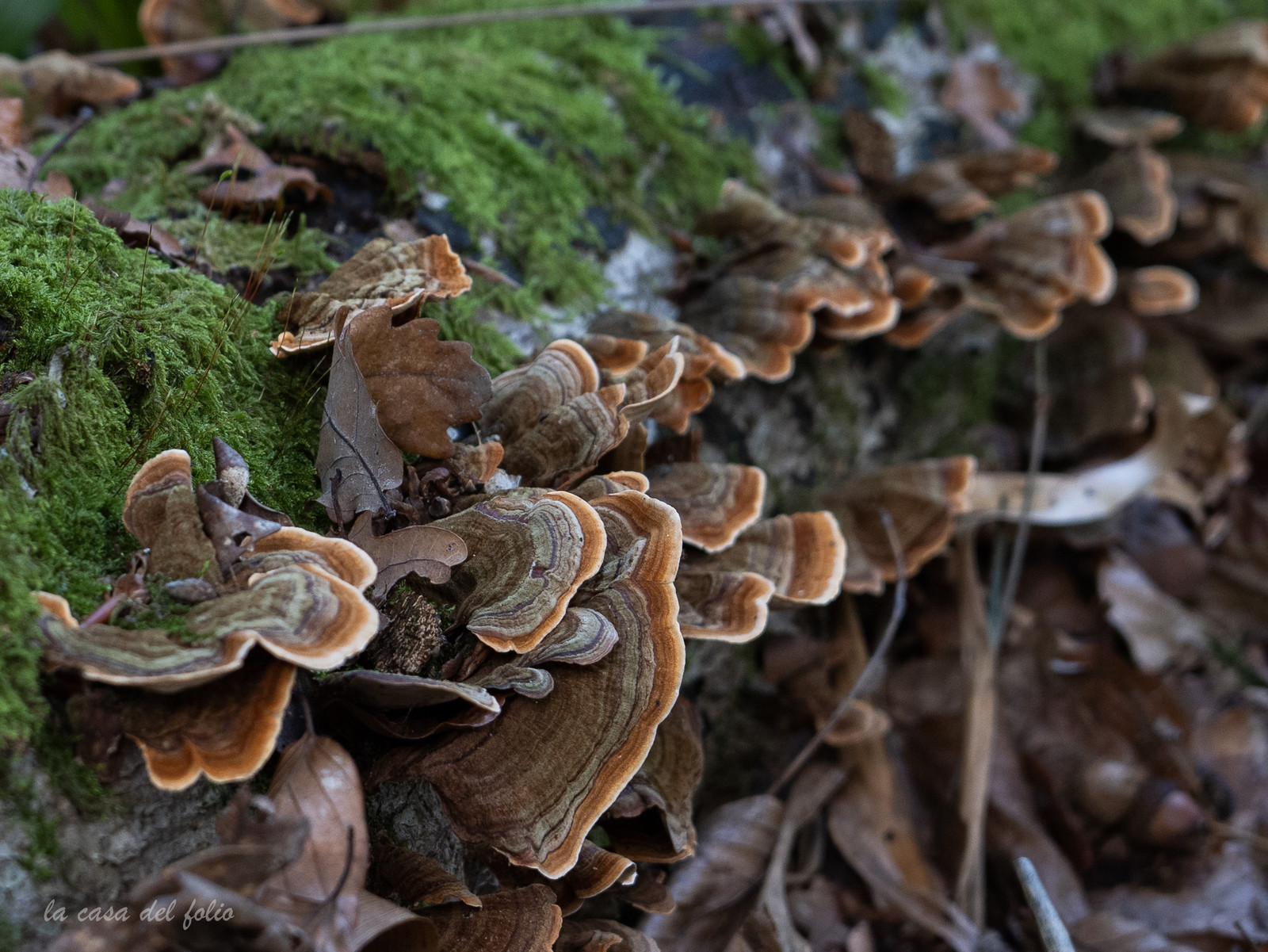 Champignon; Mushroom