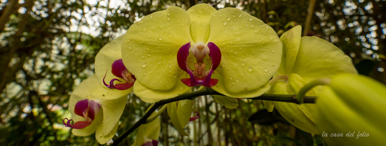 Orchidée
