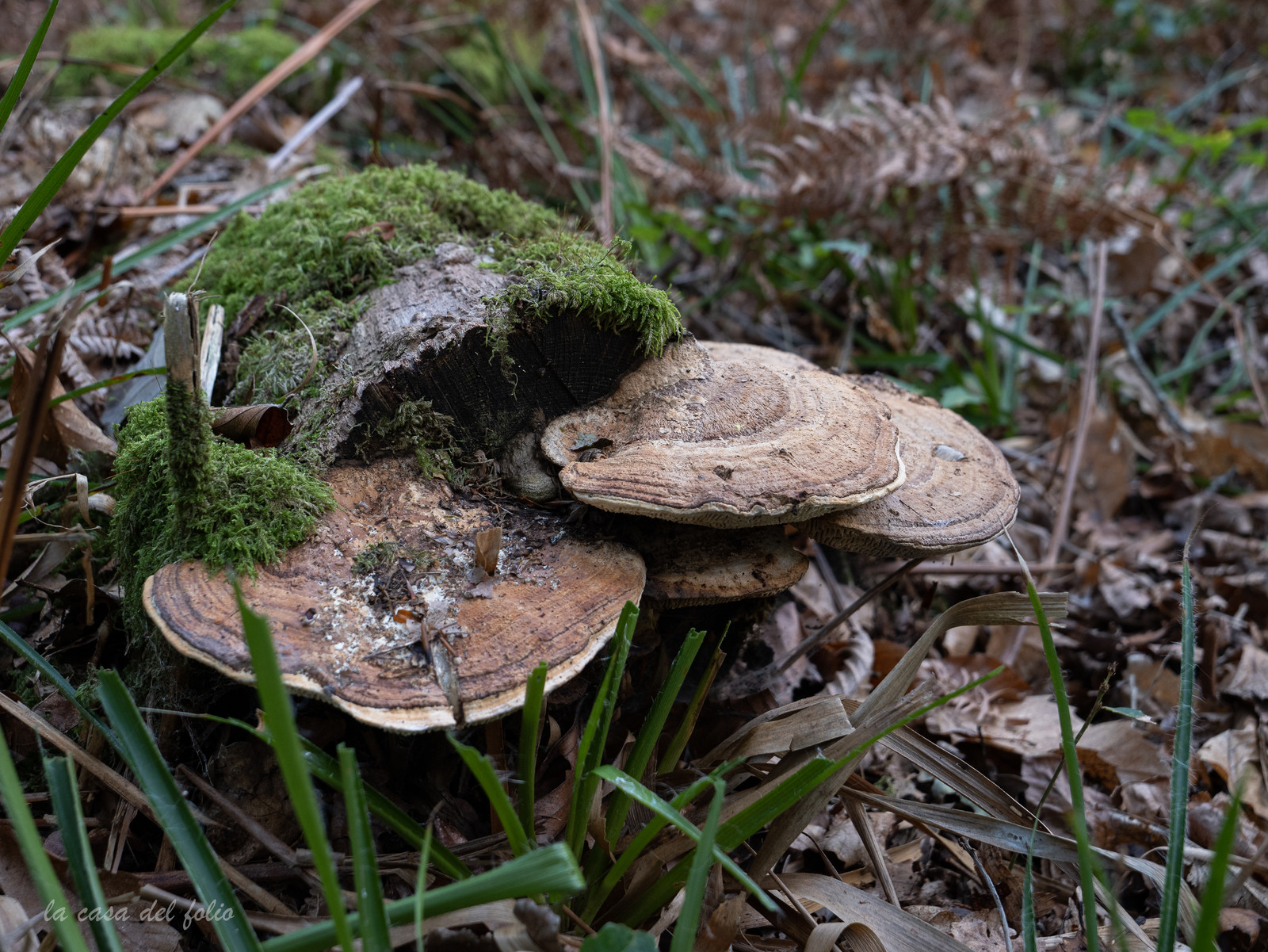 Champignon; Mushroom
