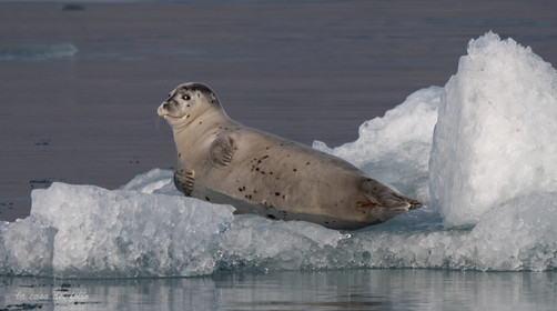 Islande