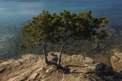 Corse