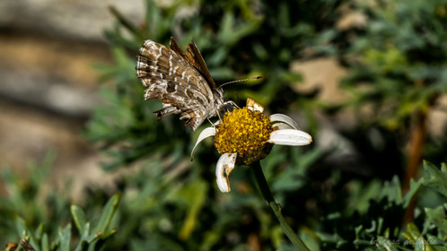 papillon