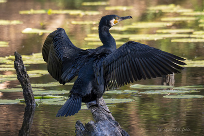 Cormoran