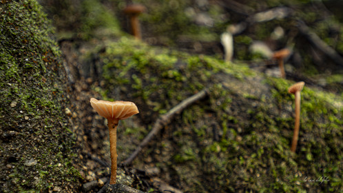 Mushroom