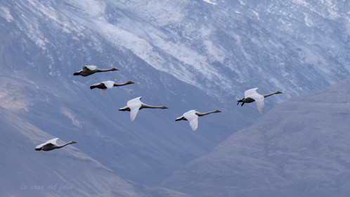 Islande Oies Sauvages