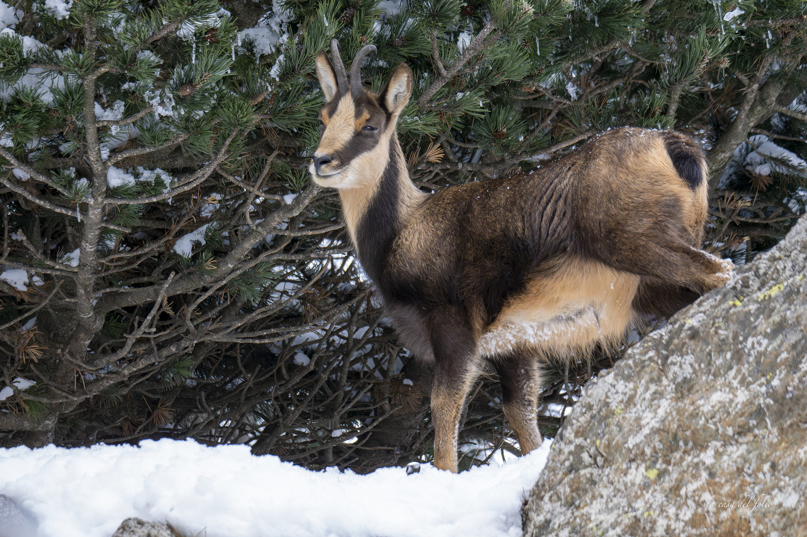 Isard des Pyrénées