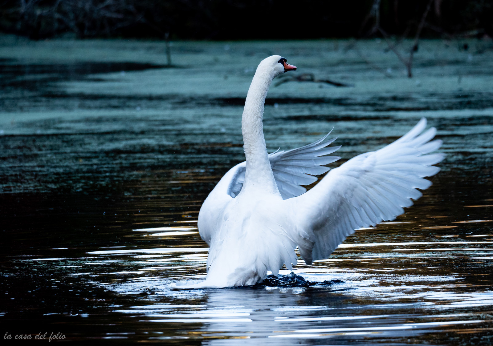 Cygne sauvage