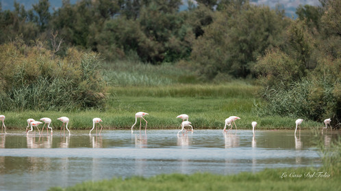 Parc naturel des Aiguamolls