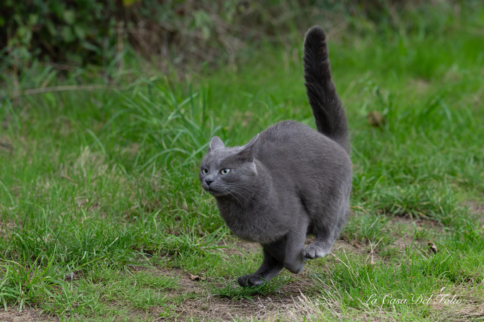 chat en balade
