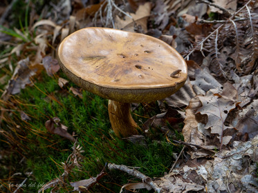 Champignon; Mushroom