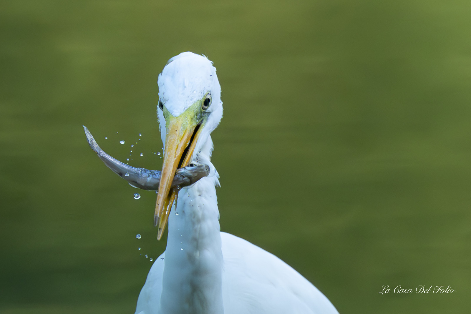 Grande Aigrette