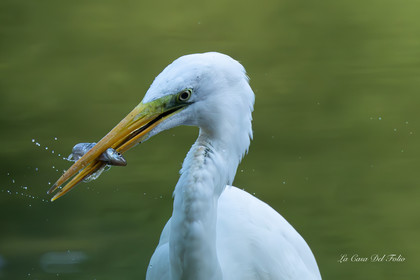 Grande Aigrette
