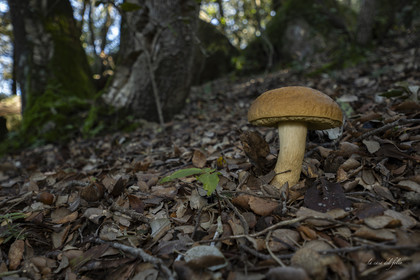 mushroom