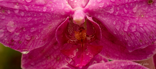 Orchidée