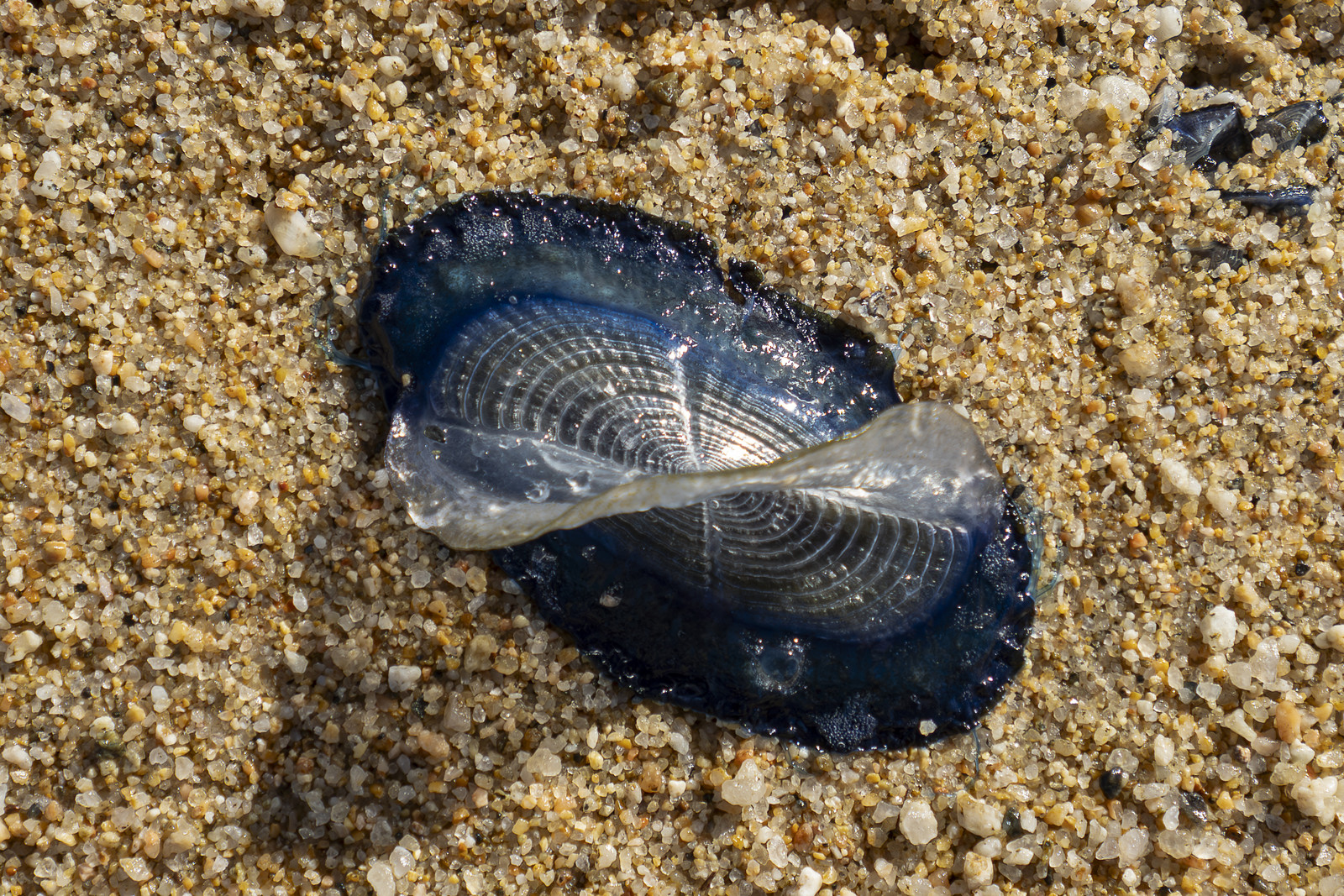 Velella velella