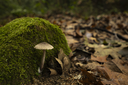 mushroom