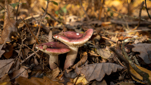 Champignon; Mushroom