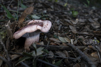 mushroom