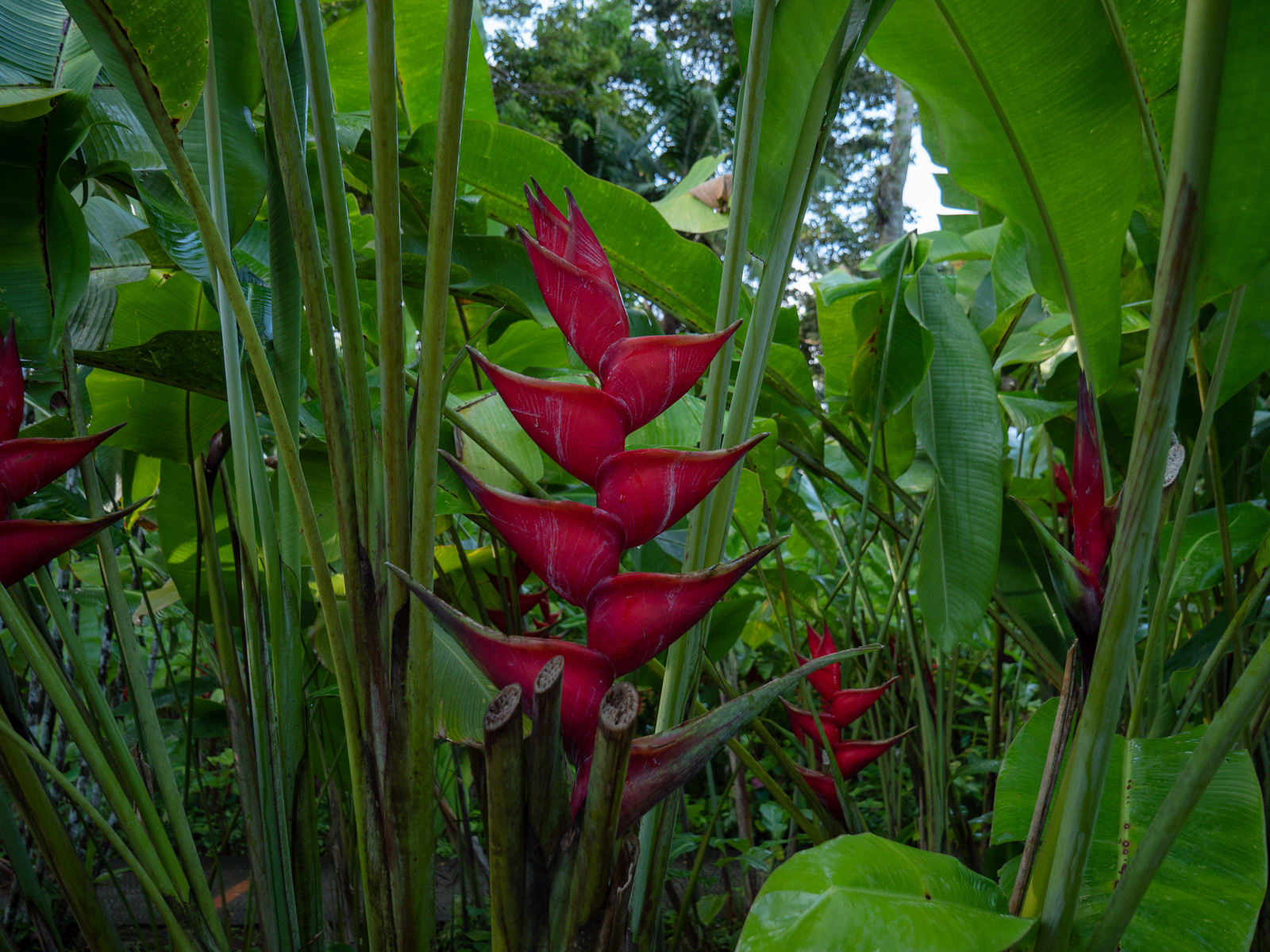 Heliconia metallica