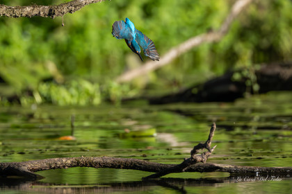 Kingfisher- Le Gesvres