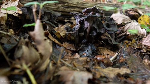 Champignon; Mushroom