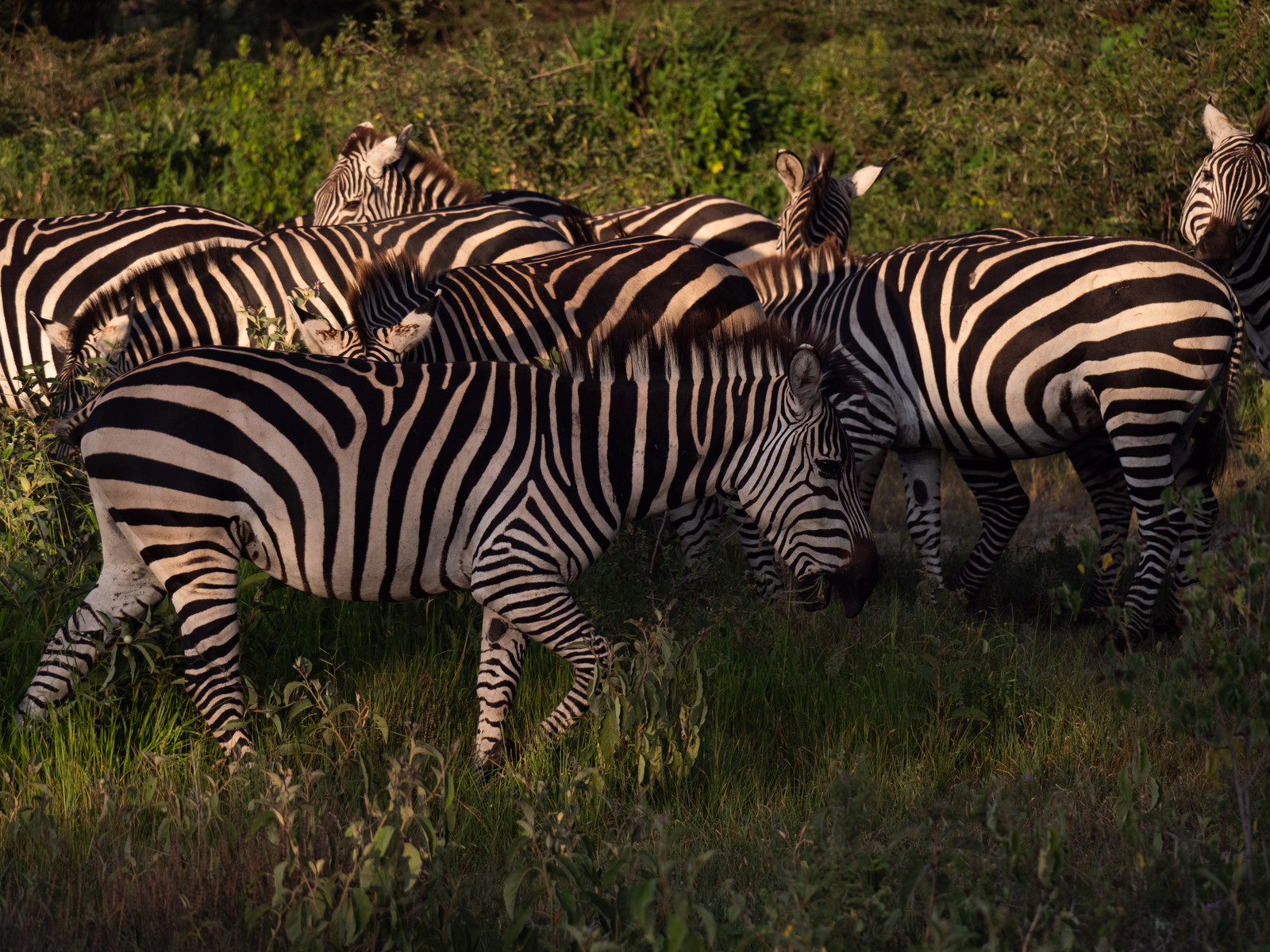 Zèbre de Tanzanie