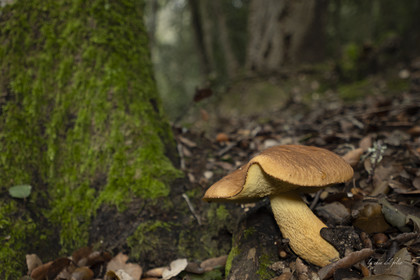 mushroom