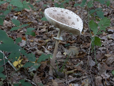 Champignon; Mushroom