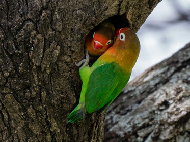 Oiseau coloré de Tanzanie