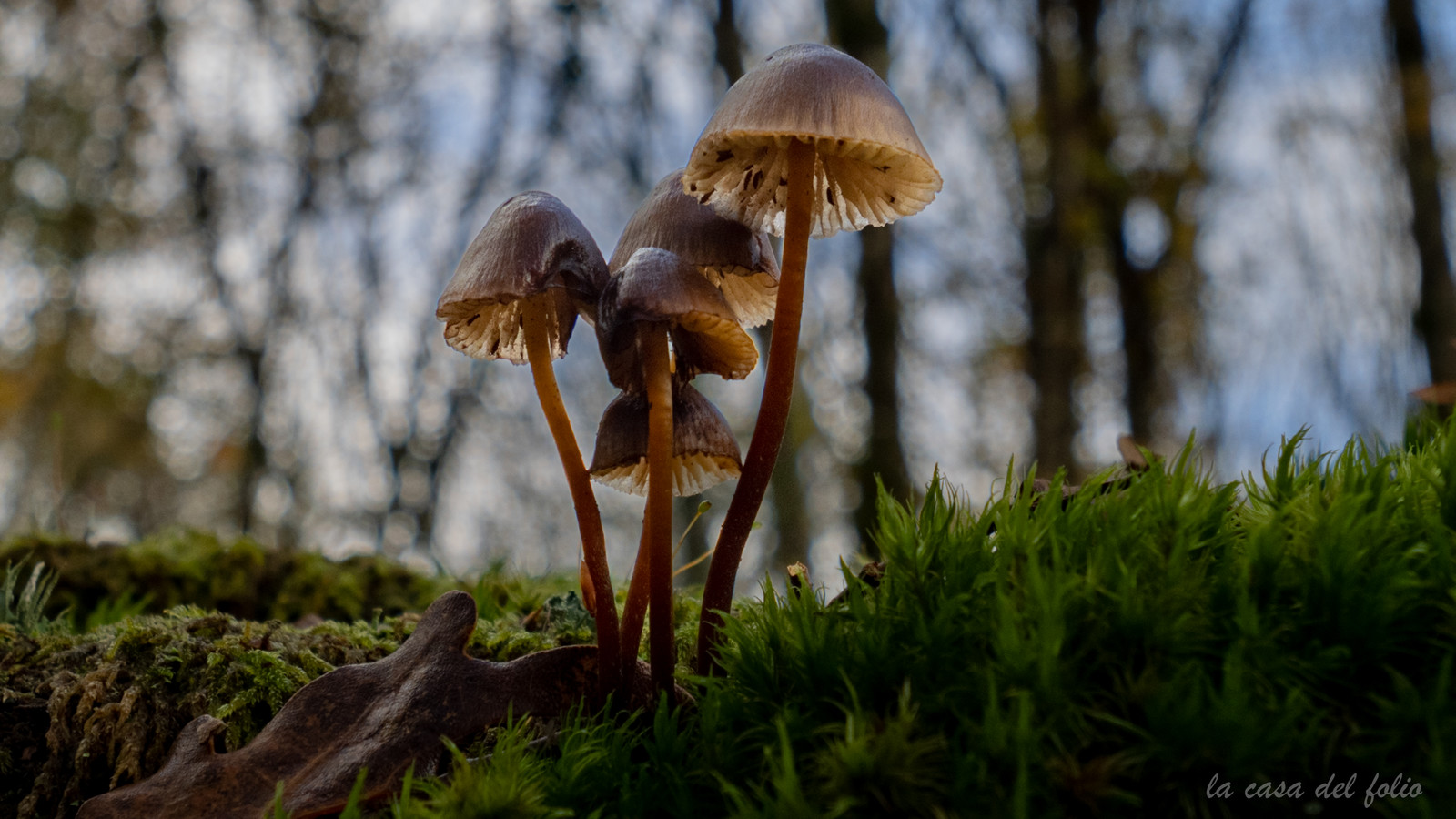 Champignon; Mushroom