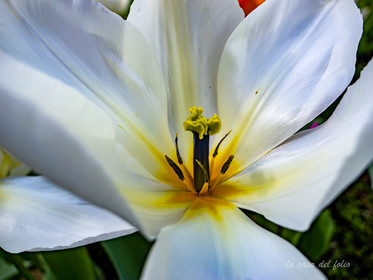 Tulipes des jardins
