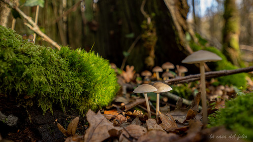 Champignon; Mushroom