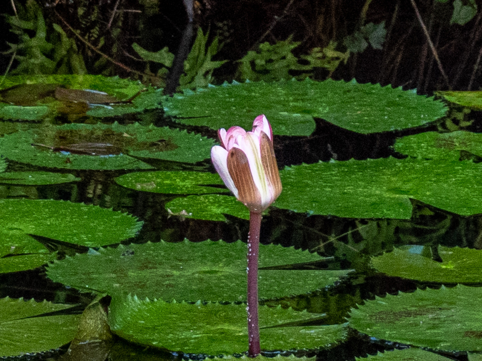 Lotier d'Egypte   Nymphaea lotus