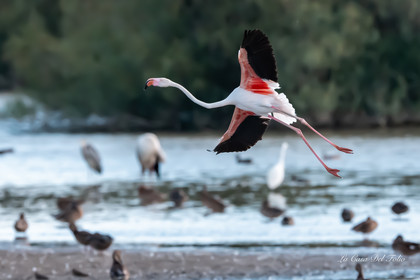 Flament rose , Parc naturel des Aiguamolls, Espagne