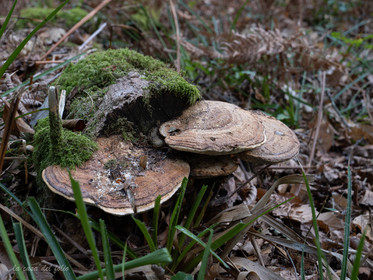 Champignon; Mushroom