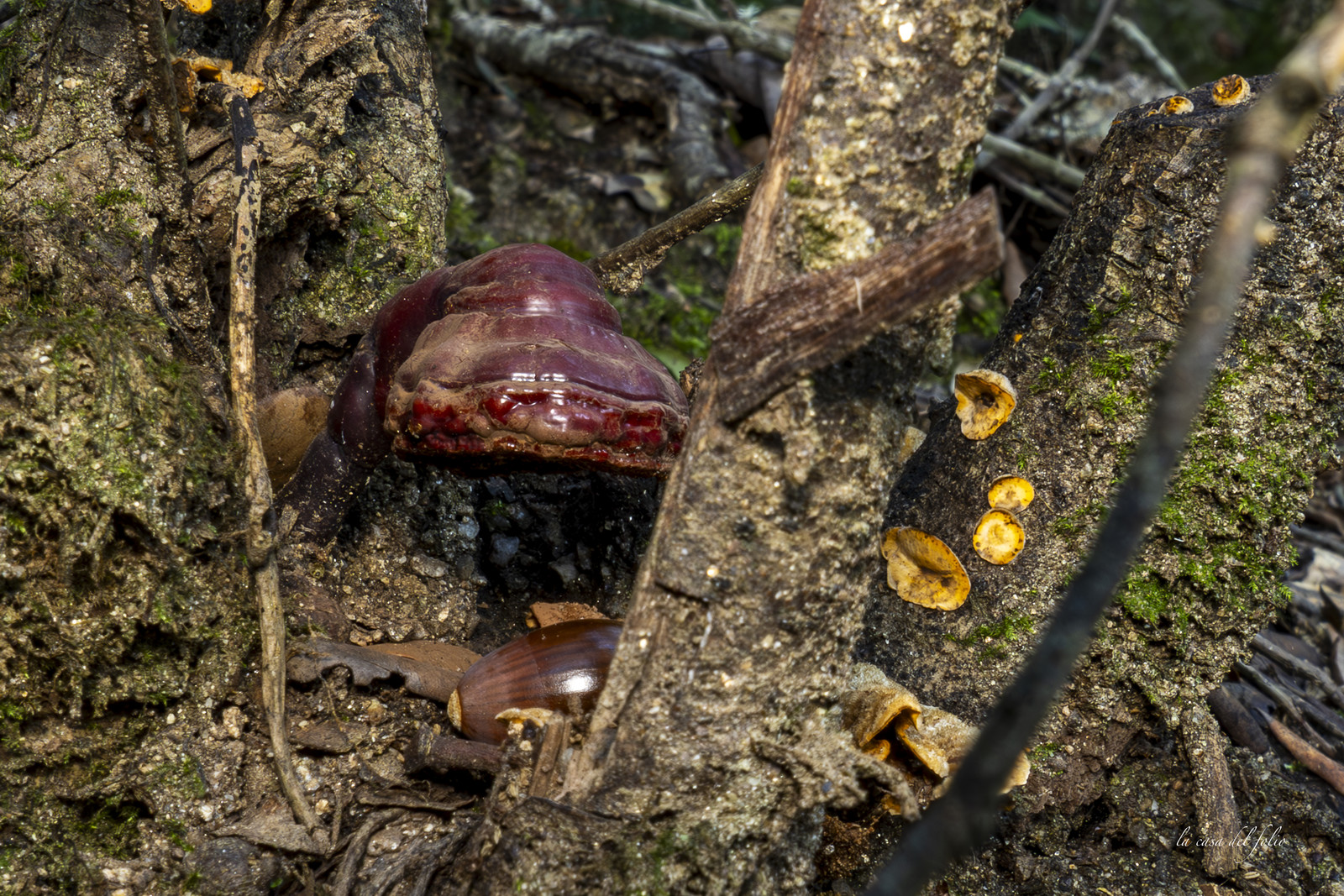 mushroom