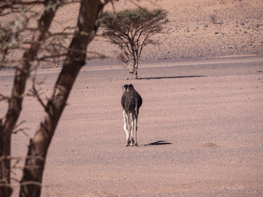 Maroc