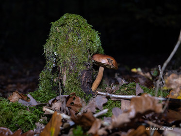 Champignon; Mushroom