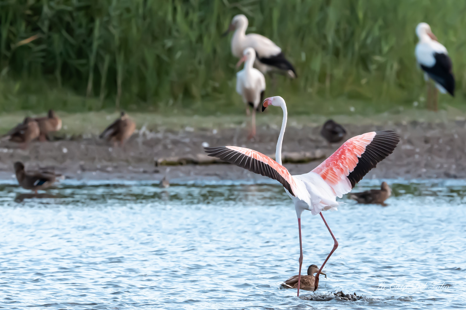 Flament rose , Parc naturel des Aiguamolls, Espagne